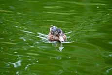 Löffelente (2 von 8).jpg